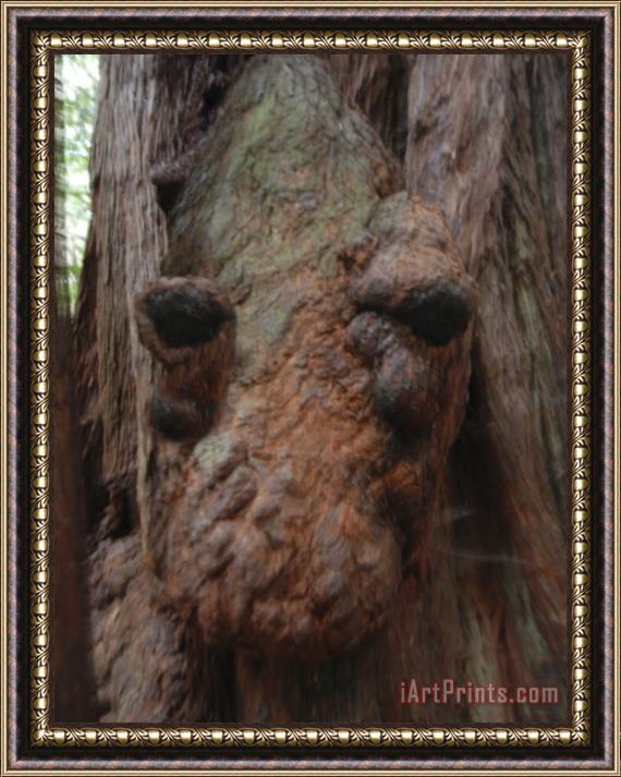 Raymond Gehman Giant Redwood Tree Knot Resembling an Alligator's Head Framed Print