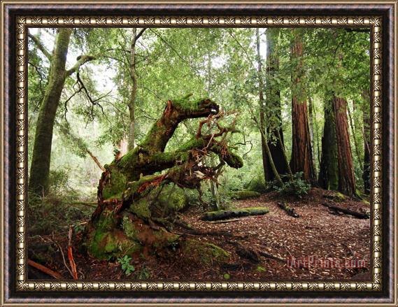 Raymond Gehman Giant Redwood Tree Root Ball Looking Like a Leaping Horse Framed Painting