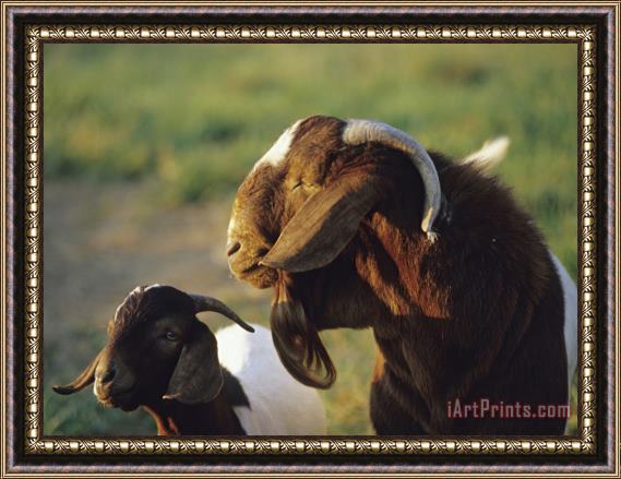 Raymond Gehman Goat And Kid in a Sunny Field Framed Print