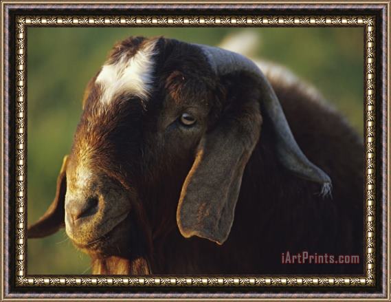 Raymond Gehman Goat Framed Print