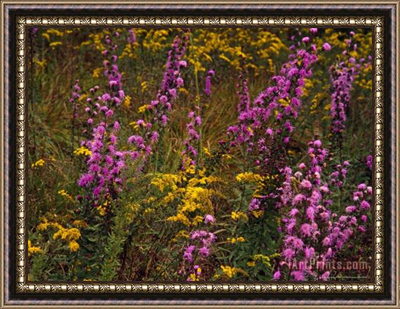 Raymond Gehman Goldenrod And Other Wildflowers in Bloom Framed Painting