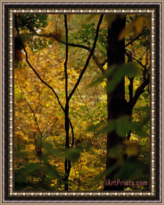 Raymond Gehman Grape Vines And Trees in Autumn Hues Framed Print
