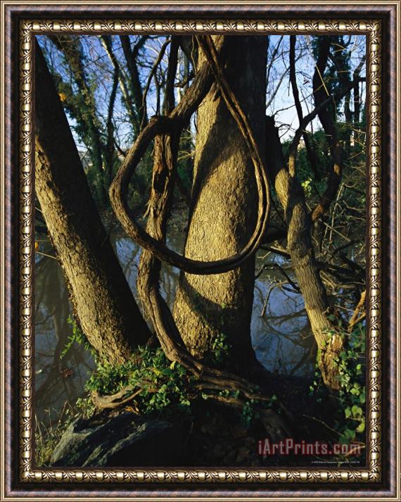 Raymond Gehman Grapevine Entwined in Oak Tree at Sunset with Blue Water And Sky Framed Painting