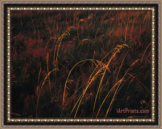 Raymond Gehman Grasses Glow Golden in Evening's Light Framed Painting