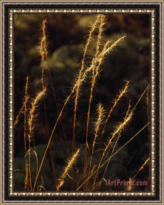 Raymond Gehman Grasses in Autumn Brown Lit with Golden Sunlight Framed Painting