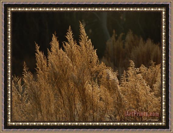 Raymond Gehman Grasses in Autumn Colors Along The Edge of a Maritime Forest Framed Print
