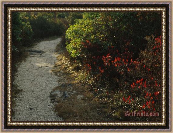 Raymond Gehman Gravel Path Through Shrubs And Low Vegetation Framed Painting