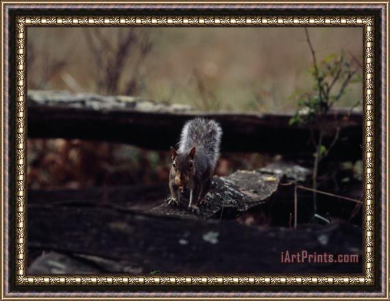 Raymond Gehman Gray Squirrel with an Acorn in It's Mouth Framed Print