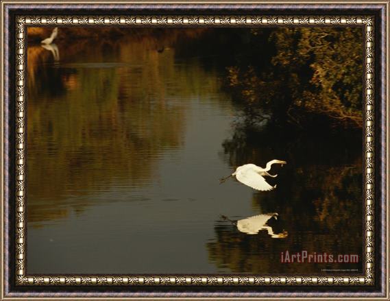 Raymond Gehman Great Egret Flying Across a Tidal Creek with a Fish in Its Bill Framed Print