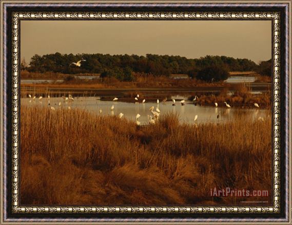 Raymond Gehman Great Egrets Great Blue Herons And Pelicans Feeding in a Pond Framed Painting