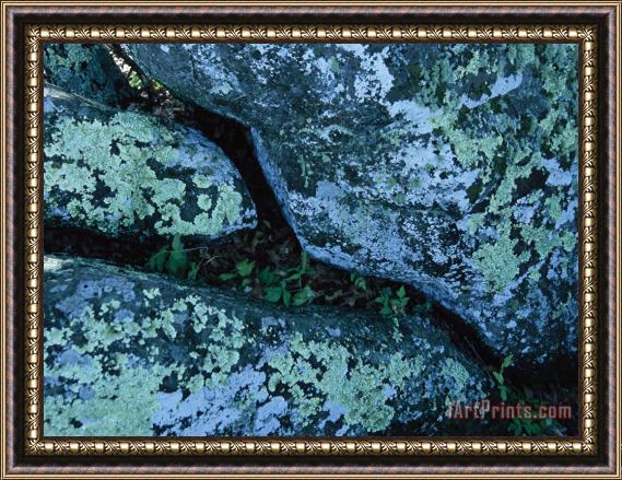 Raymond Gehman Greenstone Rock Covered with Lichens on Thunder Ridge Framed Painting