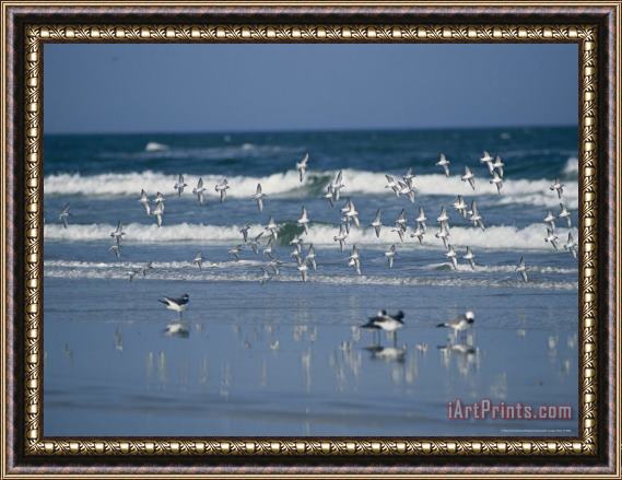 Raymond Gehman Group of Laughing Gulls Fly Over The Surging Surf Framed Painting