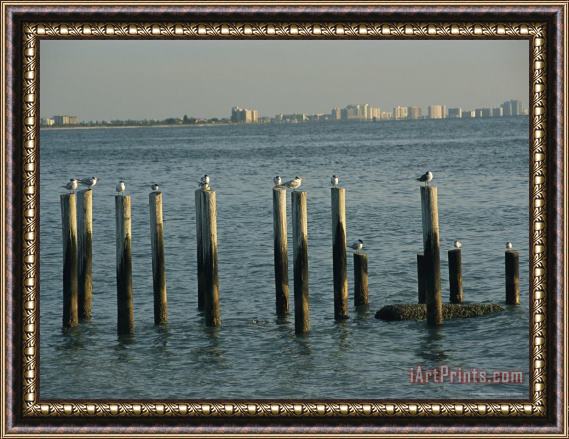 Raymond Gehman Gulls Perch on Derelict Pier Across The Gulf From Clearwater Florida Framed Painting