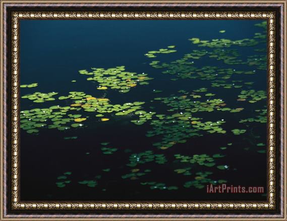 Raymond Gehman Heart Shaped Water Lily Pads Floating on Calm Navy Blue Water Framed Painting