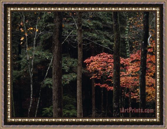 Raymond Gehman Hemlocks And Maples Are Part of Appalachian Woodlands Paint Creek Framed Painting