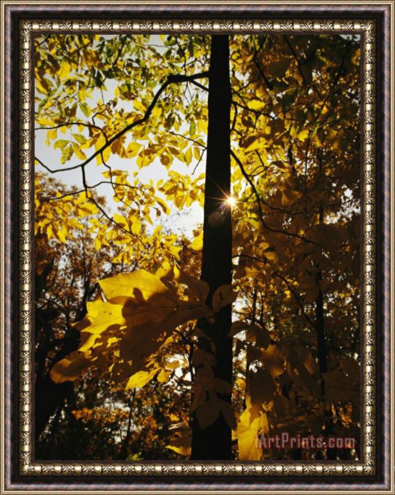 Raymond Gehman Hickory Tree in Golden Fall Color Along The Appalachian Trail Framed Painting