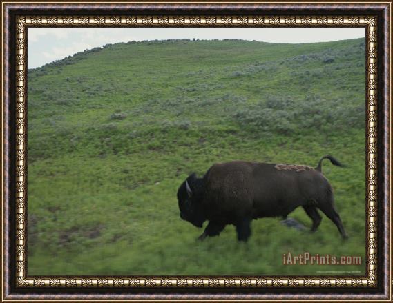 Raymond Gehman High Speed Bison Runs Through The Grassy Lamar Valley Framed Painting