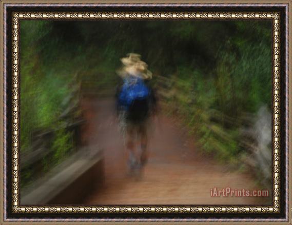 Raymond Gehman Hiker on a Trail Through Old Growth Redwood Forest Framed Painting