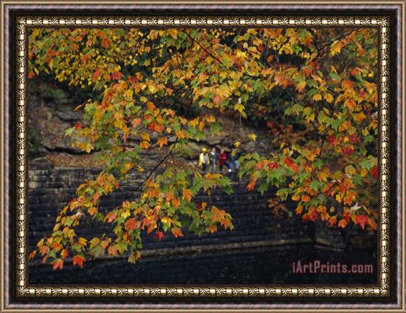 Raymond Gehman Hikers Seen Through The Branches of a Maple Tree in Autumn Hues Framed Print