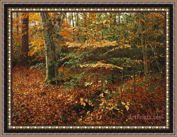 Raymond Gehman Holly And Beech Trees Along a Woodland Trail Framed Print