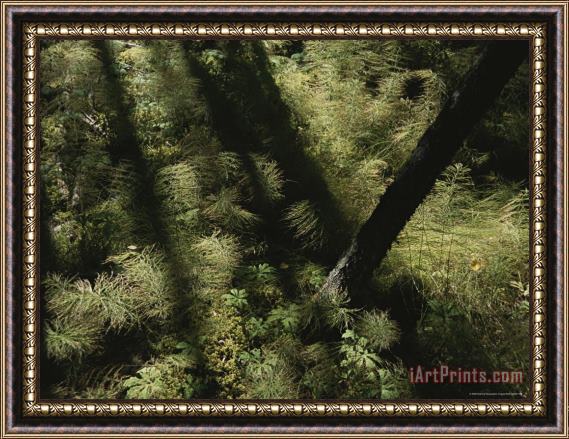 Raymond Gehman Horsetail Ferns Grown Along a Hiking Trail Framed Print
