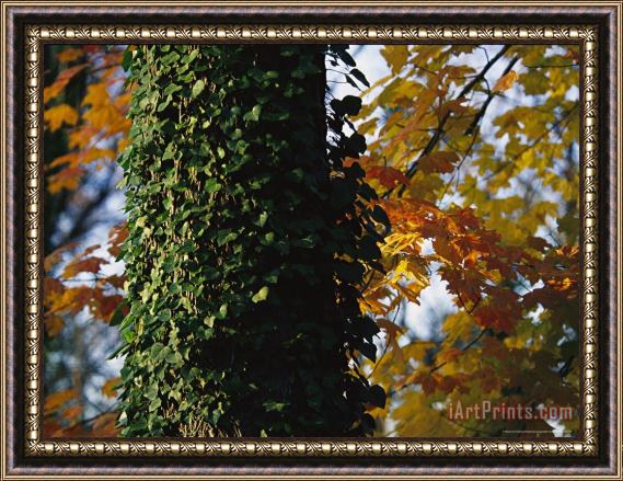 Raymond Gehman Ivy Clinging to a Tree Trunk Amid Colorful Maple Leaves Framed Painting