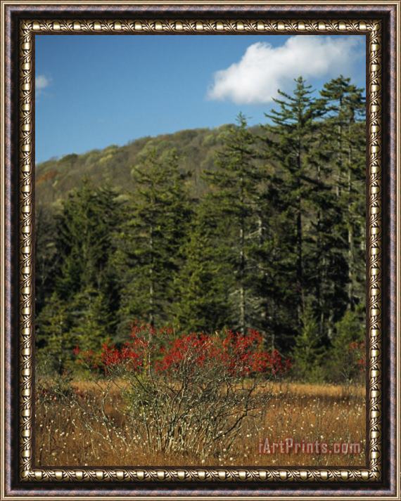Raymond Gehman Landscape with Evergreen Trees And Low Mountain Ridges Framed Painting