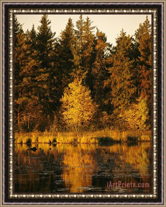 Raymond Gehman Late Afternoon View of a Lakeside Tree in Fall Foliage Framed Painting