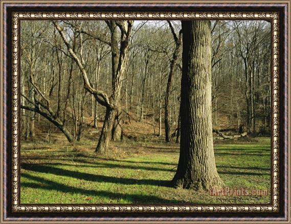 Raymond Gehman Late Fall View of Hardwood Trees And Cast Shadows in a Clearing Framed Print