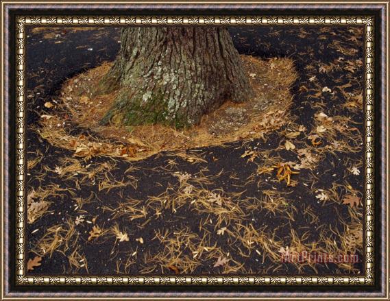 Raymond Gehman Leaf Covered Asphalt in a Parking Lot Encircles an Oak Tree Framed Painting