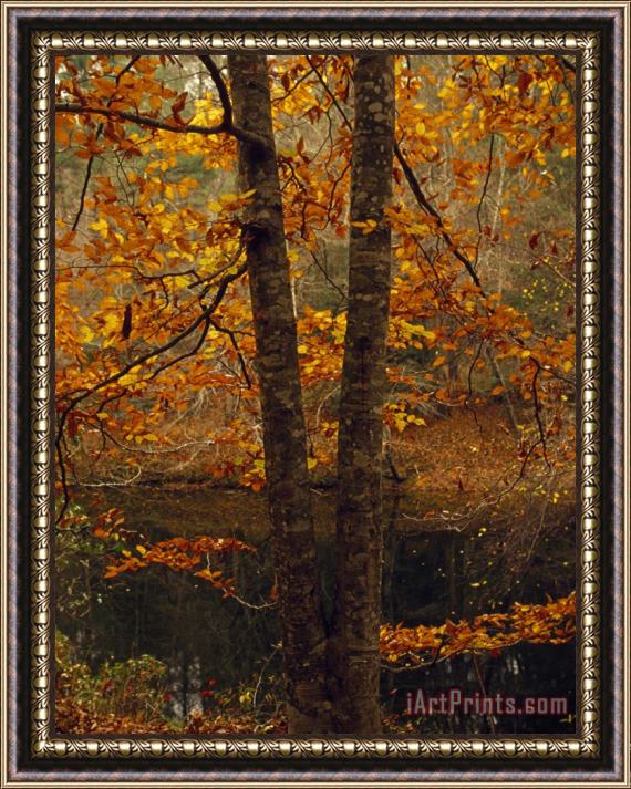 Raymond Gehman Leaves Fall From Beech Tree Along The Obed Wild And Scenic River Framed Print