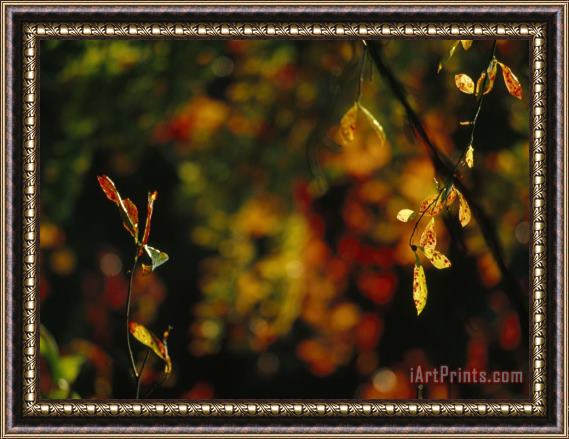 Raymond Gehman Leaves in a Fantastic Array of Autumn Colors Framed Painting