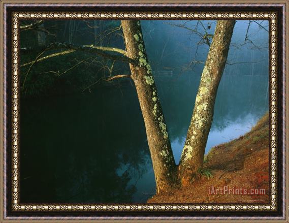 Raymond Gehman Lichen Covered Dogwood Trees on The Banks of Otter Lake Framed Print
