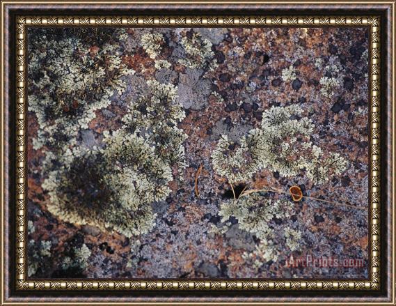 Raymond Gehman Lichen Covered Rock in Canada's Whiteshell Provincial Park Framed Painting