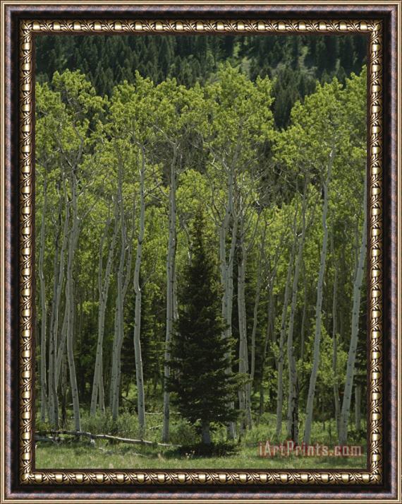 Raymond Gehman Lone Evergreen Amongst Aspen Trees with Spring Foliage Framed Painting