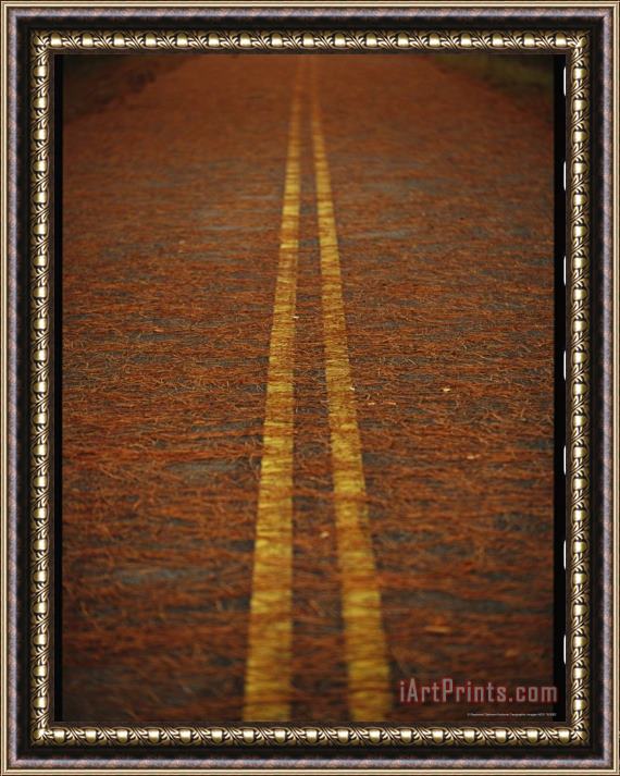 Raymond Gehman Long Leaf Pine Needles Littering a Park Road Framed Painting