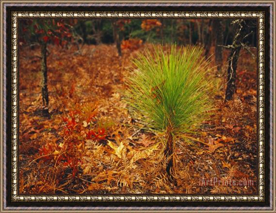 Raymond Gehman Longleaf Pine Turkey Oaks And Ferns in a Bed of Fallen Autumn Leaves Near Lake Waccamaw Framed Painting