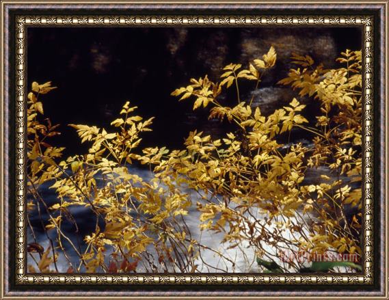 Raymond Gehman Looking Glass Creek Rushing Past a Bush in Autumn Colors Framed Painting