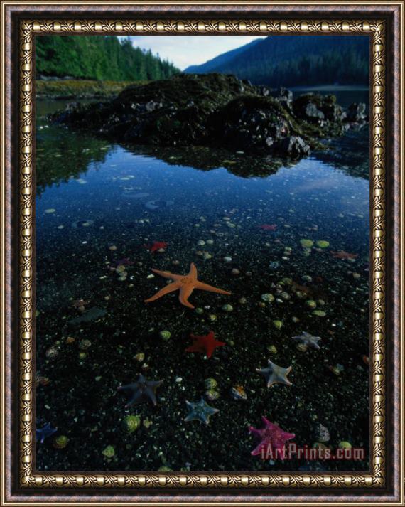 Raymond Gehman Low Tide Reveals a Galaxy of Bat Stars And Other Sea Creatures Framed Print
