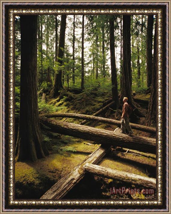 Raymond Gehman Man Enjoys The Sights in a Fir Forest Framed Print