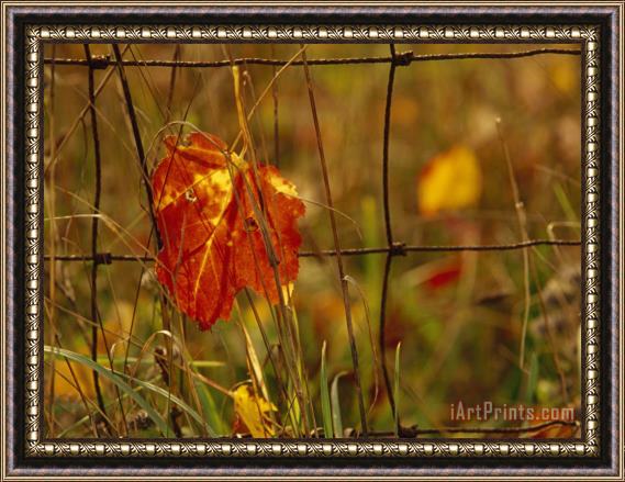 Raymond Gehman Maple Leaf in Autumn Hues Caught in a Farmer's Wire Fence Framed Painting