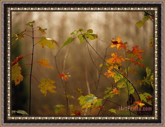 Raymond Gehman Maple Saplings with Hints of Autumn Color Framed Painting