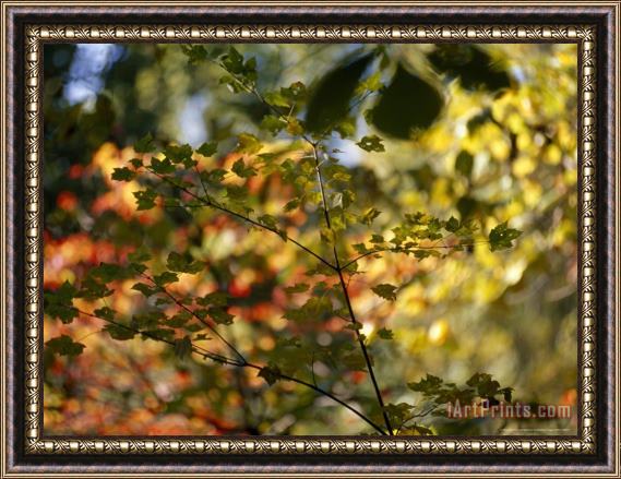 Raymond Gehman Maple Tree Branch with Green Leaves with Autumn Hued Leaves in Back Framed Print