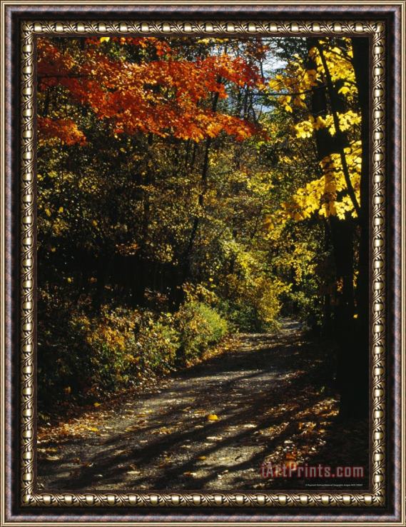 Raymond Gehman Maple Trees Along The Roy Gap Road Trail Framed Painting