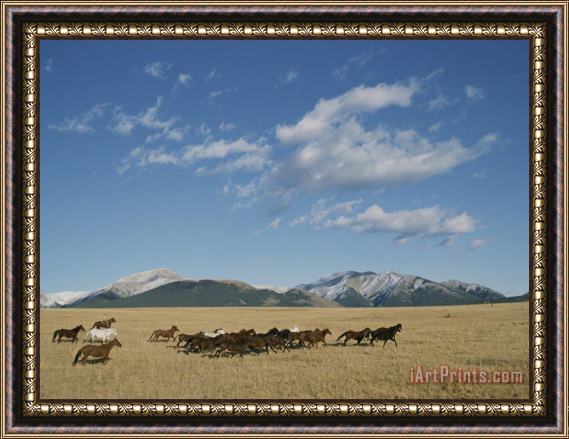 Raymond Gehman Mares Running Over The Prairie with The Rocky Mountains in Background Framed Painting