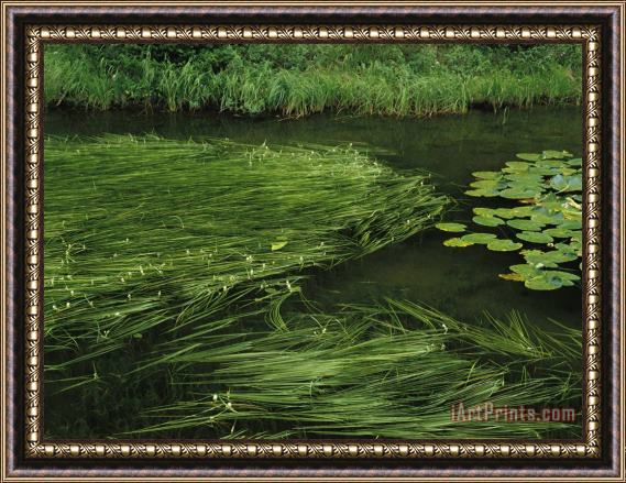 Raymond Gehman Marsh Grasses And Pond Lilies Isa Lake on The Continental Divide Framed Painting