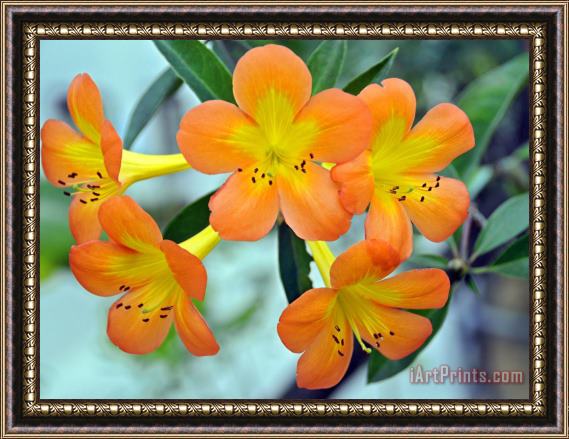 Raymond Gehman Melon And Yellow Colored Flowers Bloom Brightly Framed Painting