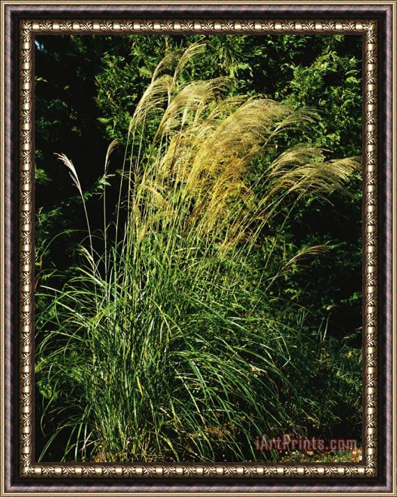 Raymond Gehman Miscanthus Or Chinese Silver Grass Framed Painting