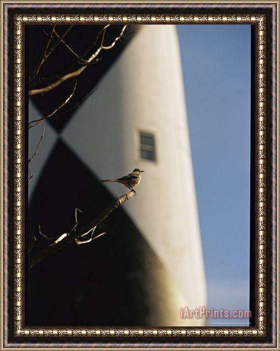 Raymond Gehman Mockingbird on a Tree Branch Near The Cape Lookout Lighthouse Framed Painting