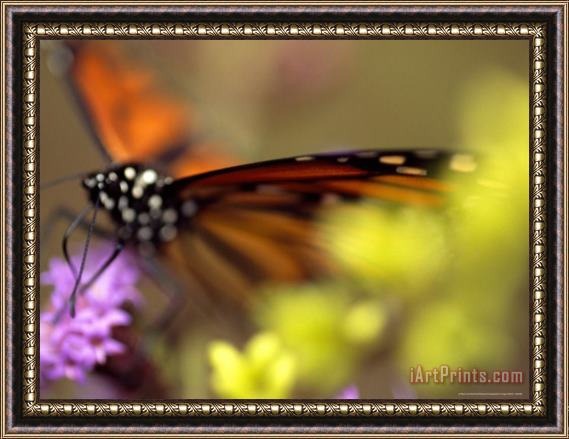 Raymond Gehman Monarch Butterfly Feeding on Wildflowers Framed Painting